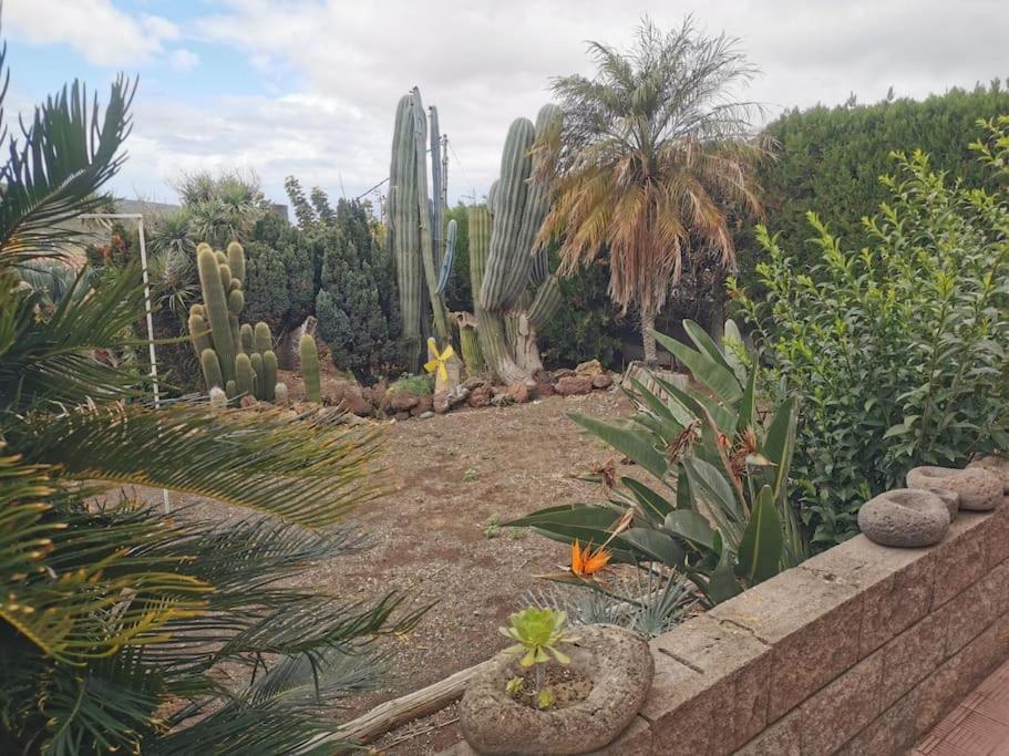 Los Cactus Santa Cruz de Tenerife Eksteriør bilde